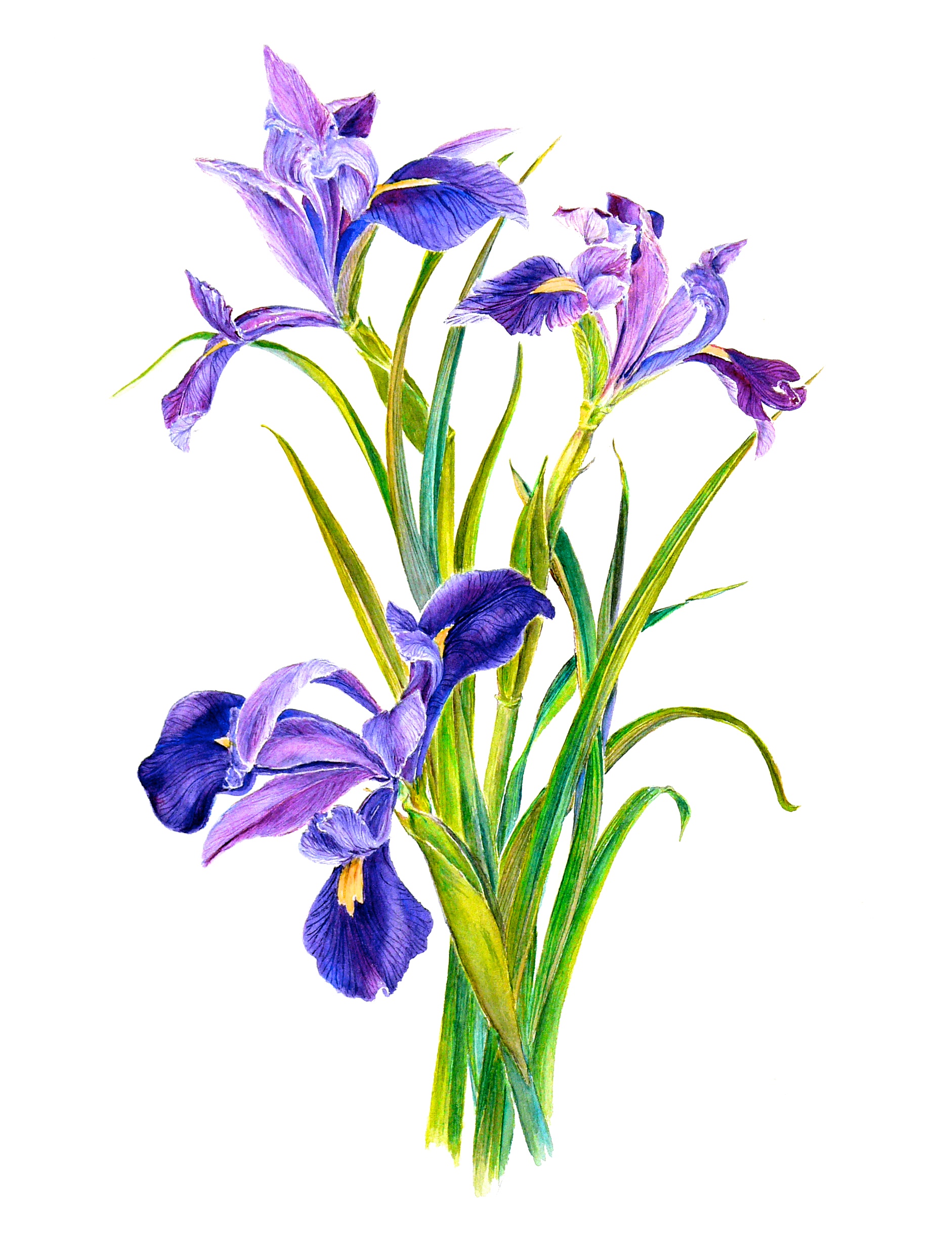 free clip art iris flower - photo #49