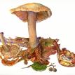 mushroom 8