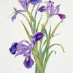 dutch Iris